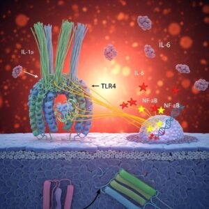 TLR4/NF-κB Pathway Contribute | amyloidosissupport